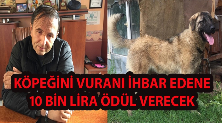 KÖPEĞİNİ ÖLDÜRENİ İHBAR EDENE 10 BİN LİRA PARA ÖDÜLÜ