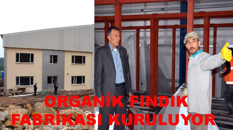 TÜRKİYE’DE İLK ORGANİK FINDIK FABRİKASI KURULUYOR.