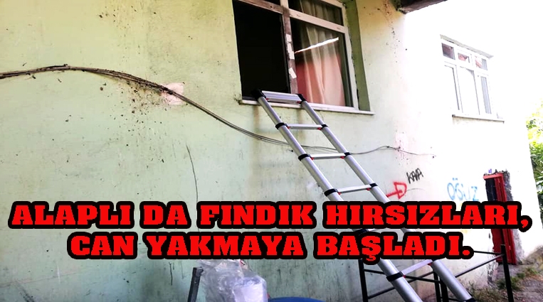 ALAPLI DA FINDIK HIRSIZLARI, CAN YAKMAYA BAŞLADI