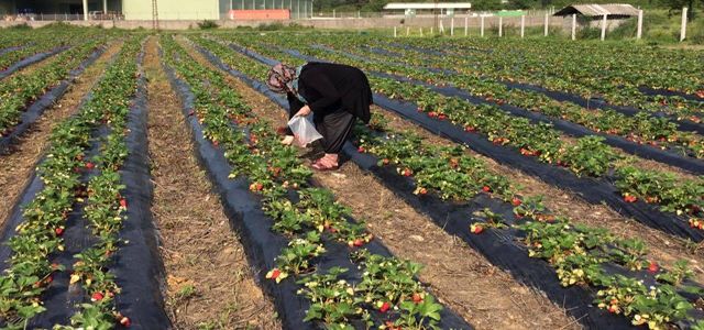 ALAPLI’DA ÇÖPLÜK, ORGANİK ÇİLEK BAHÇESİ OLDU