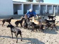 SOKAK KÖPEKLERİ KISIRLAŞTIRILIYOR!