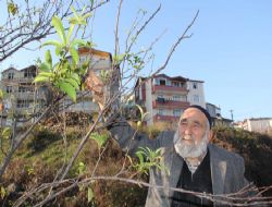 ERİK AĞACI KIŞ MEVSİMİNDE MEYVE VERDİ