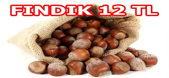 AKÇAKOCA’DA FINDIK 12 TL