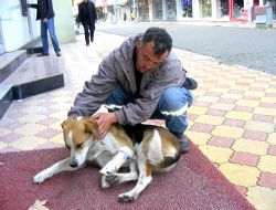 ALAPLI DA YARALI KÖPEĞE VATANDAŞ SAHİP ÇIKTI