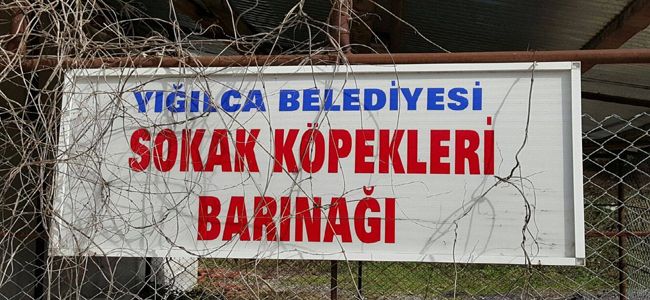 BAŞKAN YİĞİT,  SOKAK KÖPEKLERİNE DE SAHİP ÇIKTI