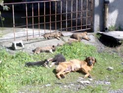 Yavru Köpekler Güneşlenirken..